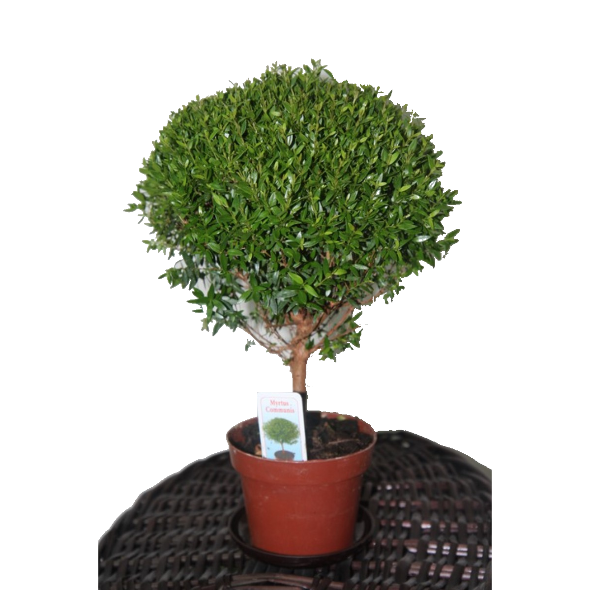 ���� �� ������ 30/12