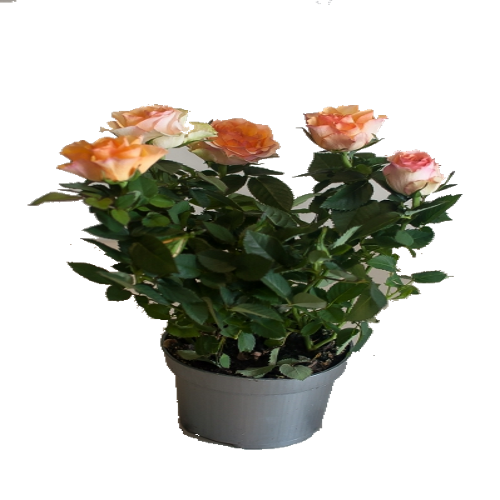 ���� ���� 40/17