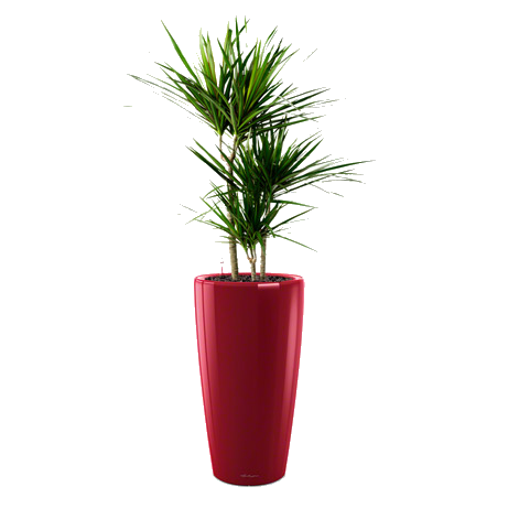 ������� ��������� + RONDO 32