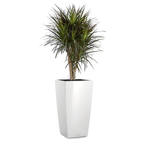 ������� ��������� + CUBICO 30