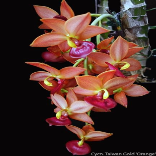 ������� �������� ������� ���� �����