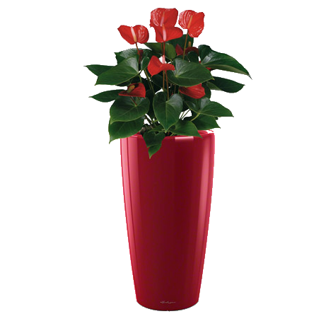 �������� ��������� ������� + ����� RONDO 32