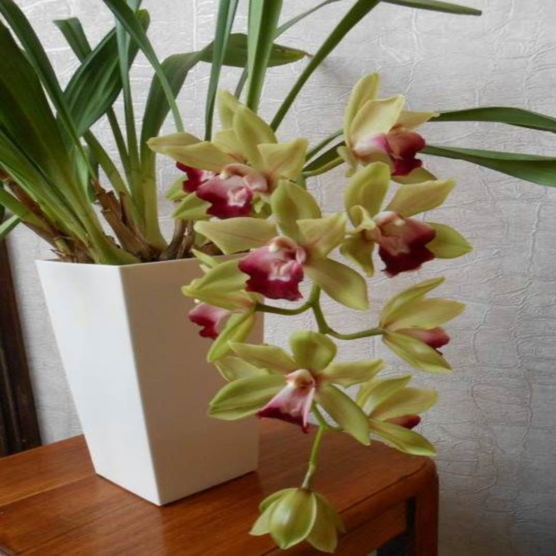 ������� ��������� �������, ������