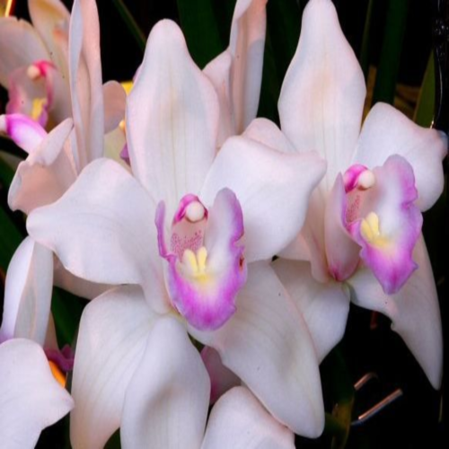 ������� ��������� ����� ����� �����