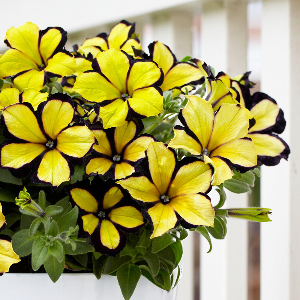 ����� ���� 20/10 (prof)