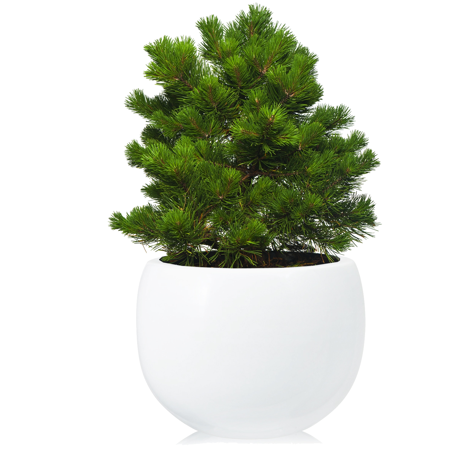 ����� ���� ���� 45/23 (prof)