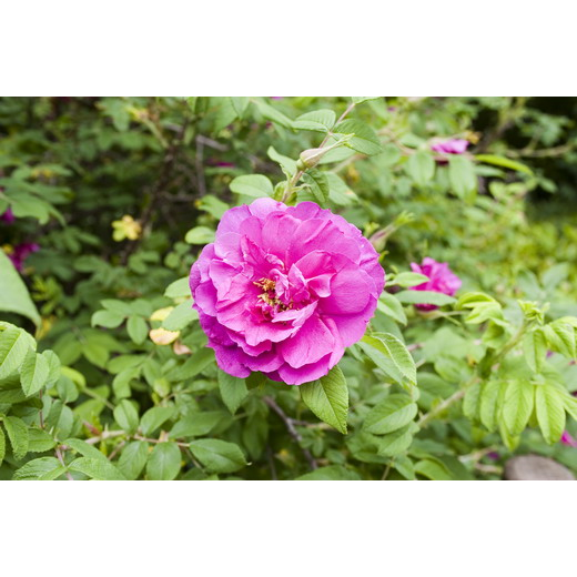 ������ 50/19 (prof)