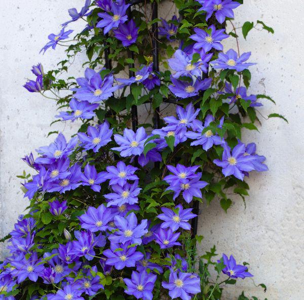 �������� ������ ��� 65/15