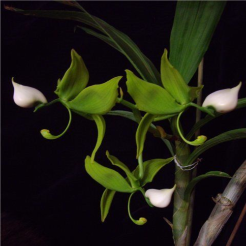 ������� �������� ����������