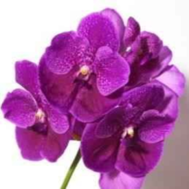 ������� ����� ����� ������ (���������)