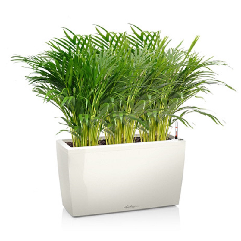 ��������������� + CARARO