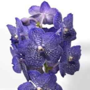 ������� ����� ����� �����