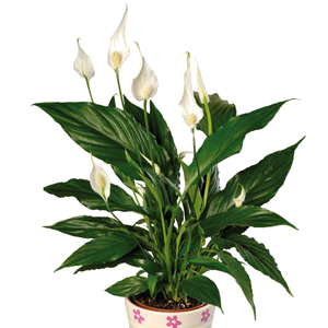 ����������� ���� ����� 80/17