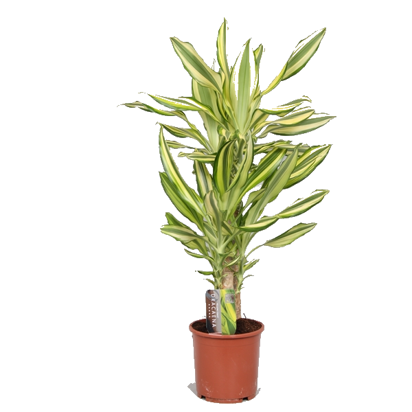 ������� ������ ���� 45/11