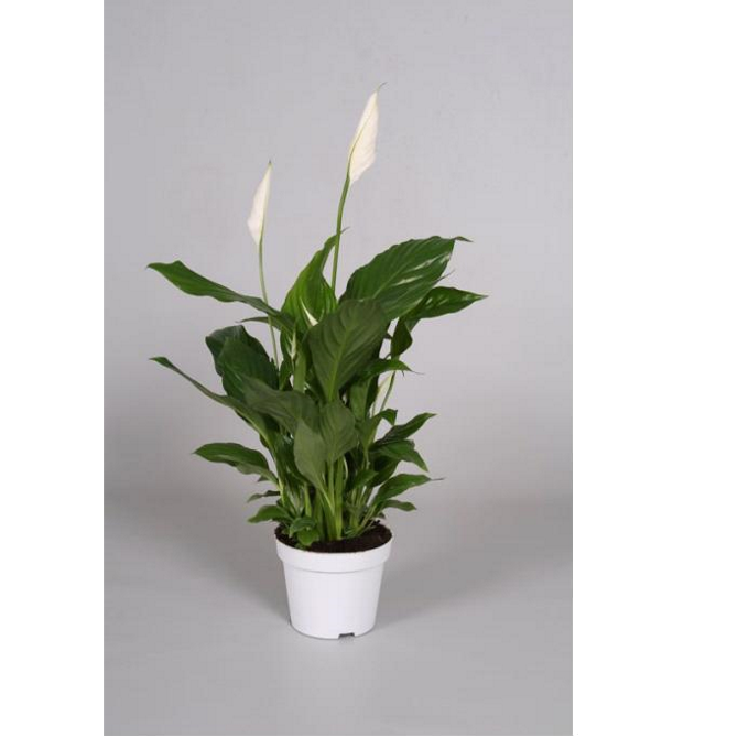 ����������� ������ ������ 35/9