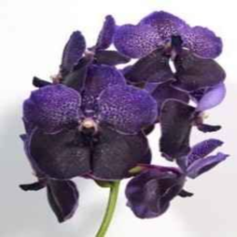 ������� ����� ����� ���� ����� (���������)