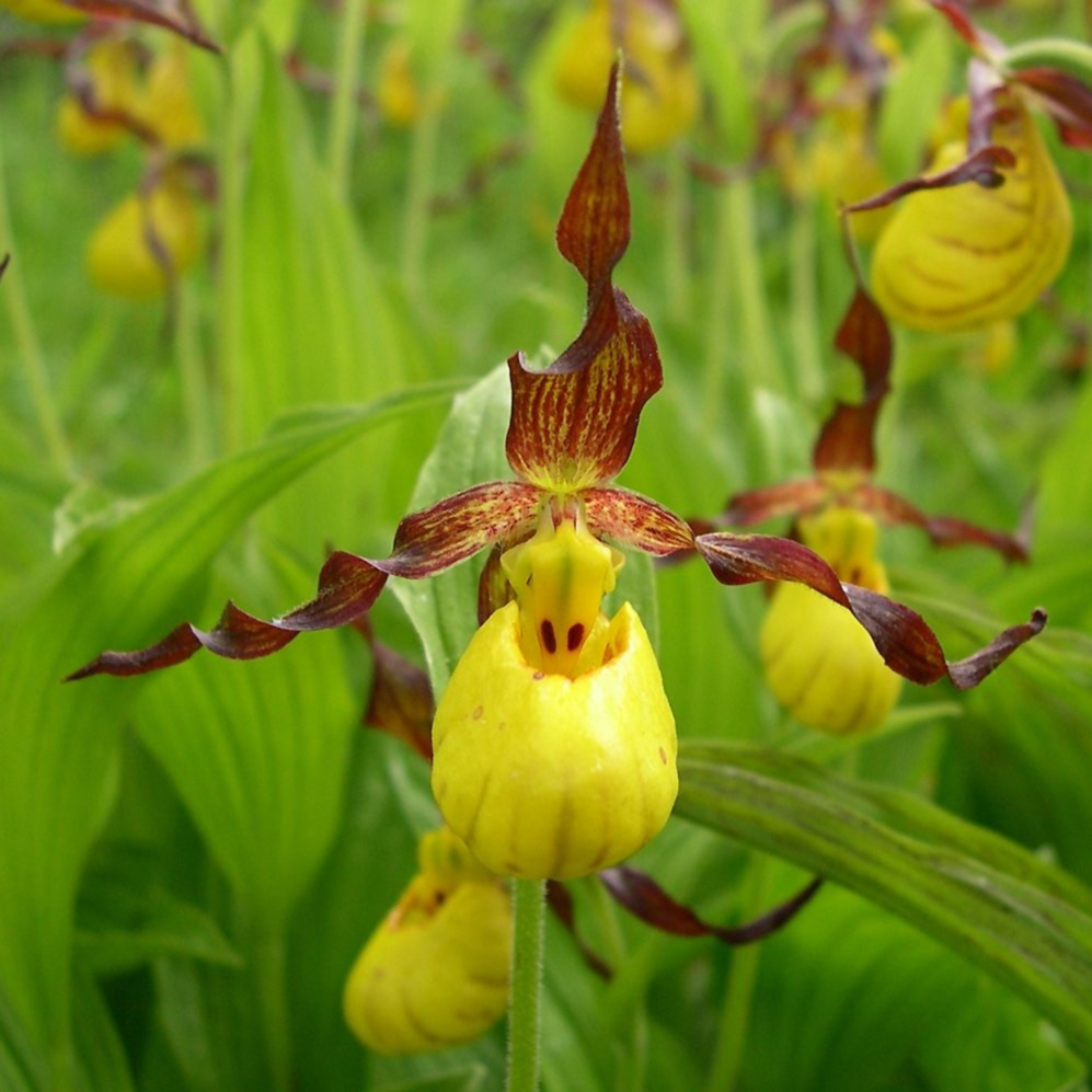 ������� ����������� �����������