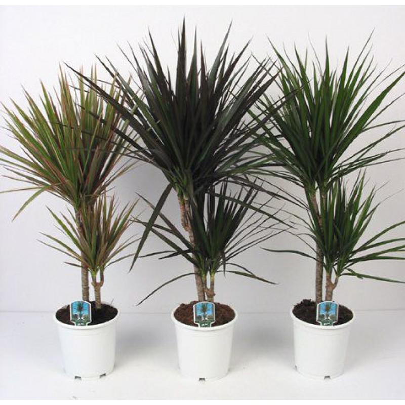 ������� ���� ����� 30/12