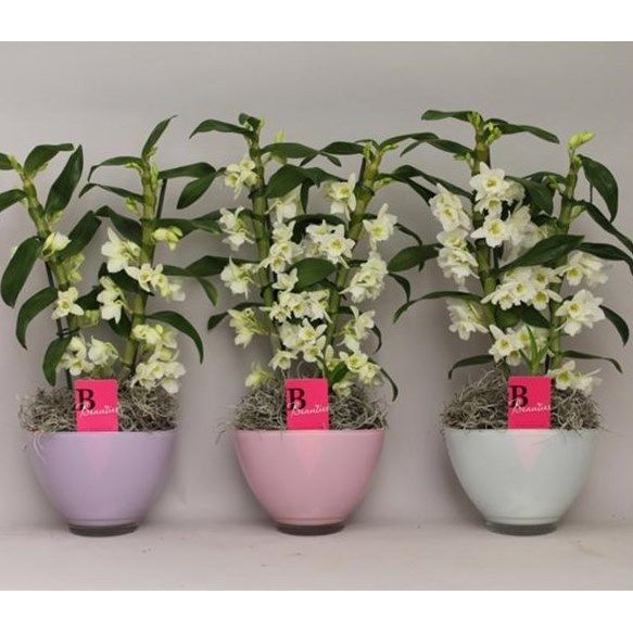 ������� ���������� ������� � ������