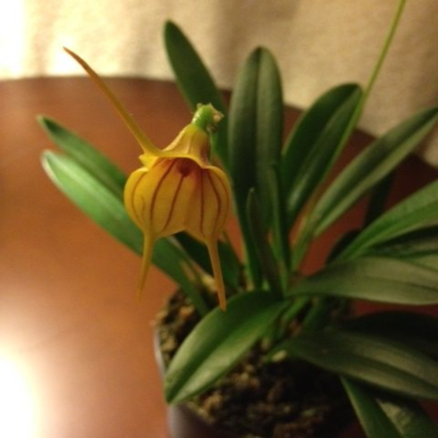 ������� ����������� ������