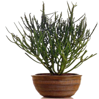 �������� ��������� 30/12