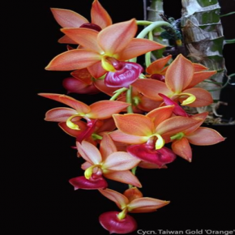 ������� �������� ������� ���� �����