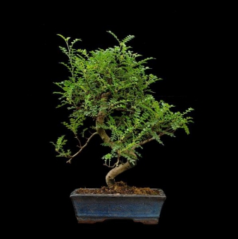 ������ ����������� 8 ���