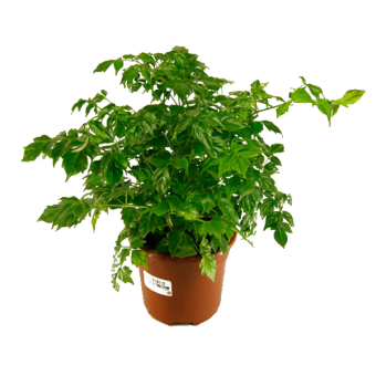 ����������� 20/9