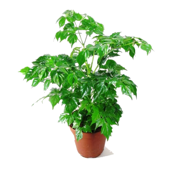 ����������� 30/12