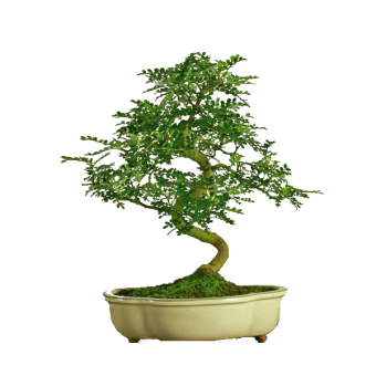 ������ ����������� 40�� �������