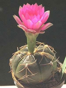 ������������� 15/5