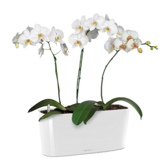 ������� ���������� + DELTA 20