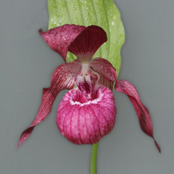 ������� ����������� ����������� ����