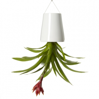 BOSKKE SKY PLANTER CERAMIC, SMALL  �����