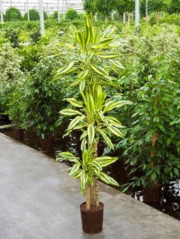 ������� ���� ���� ���� + ����� 90/19