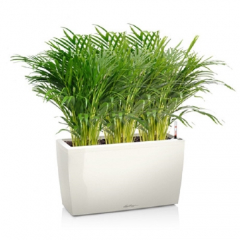 ��������������� + CARARO