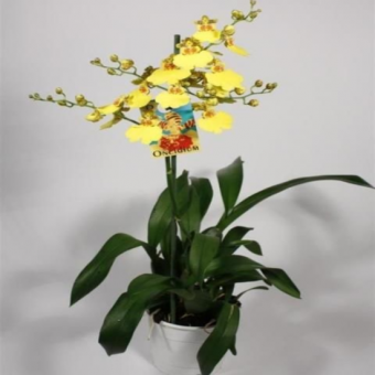 ������� �������� ������������