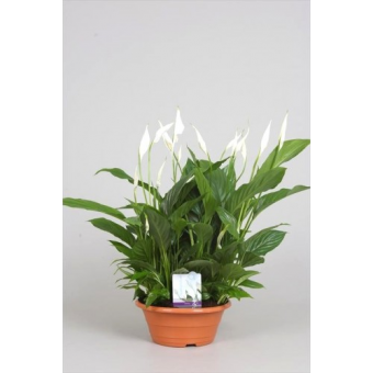 ����������� ������� 35/13