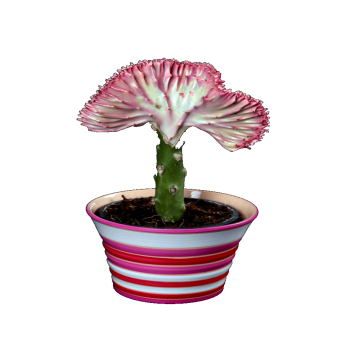 �������� ������ �������� 30/12