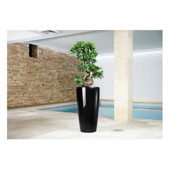 Lechuza Rondo PREMIUM