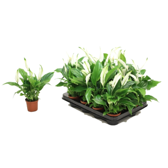 ����������� ���� ������ 35/9