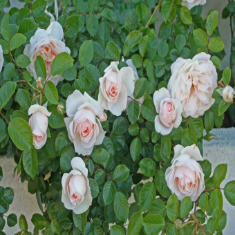 ������ ������ 35/19