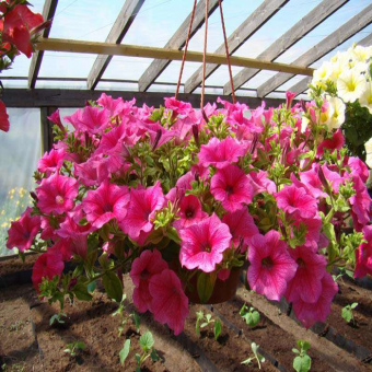 �������� (H) ���� 45/26