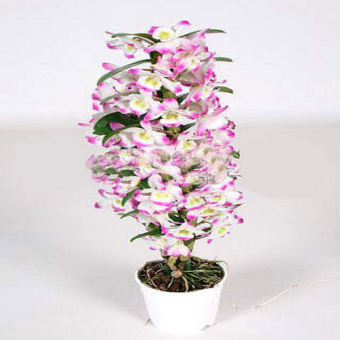 ������� ���������� ������ ���� �����