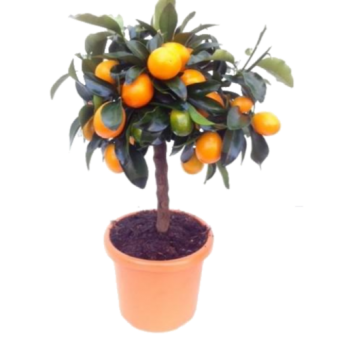 ������ ������� ������ 110/27