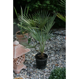 ��������� ������������ 75/17