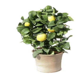 ������ ����� 40/15 �������