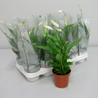 �����������  ���� 40/12 � ������