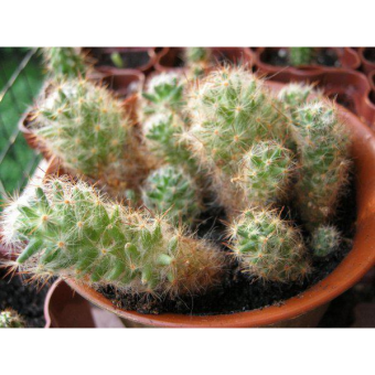 ������ ������ 65/19