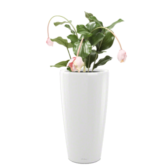 ��������� ��������� + RONDO 32